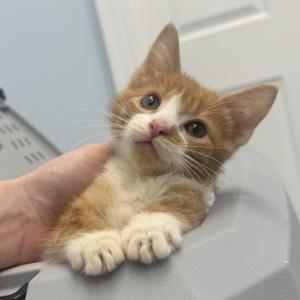 A small orange and white kitten being held by a person's hand, looking up with big eyes.