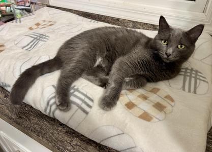 LEIA, adult, available for adoption