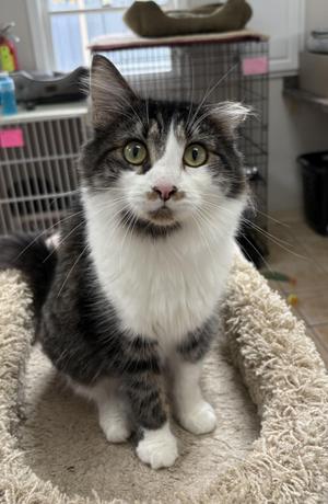 LADY MARGARET, young, available for adoption