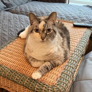 COLETTE, senior, available for adoption