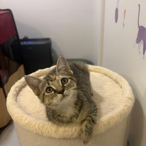 PIPPA, kitten, available for adoption