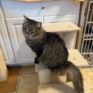 KAYLEE, young, available for adoption