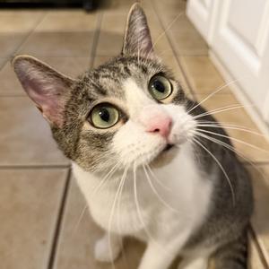 A gray and white cat with green eyes looking up at the camera.