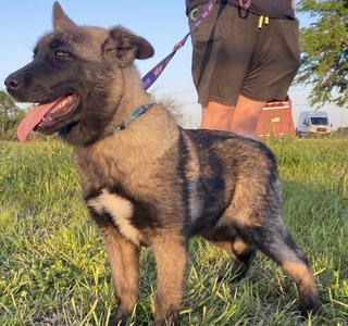 Gemma, Akita / Anatolian Shepherd, young, available for adoption