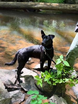 Valentine, Belgian Shepherd Malinois / Black Labrador Retriever, young, available for adoption