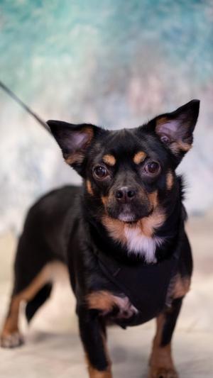 Oakley, Rat Terrier / Dachshund, adult, available for adoption