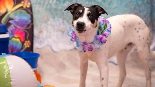 Dude, Australian Cattle Dog/Blue Heeler / Terrier, young, available for adoption