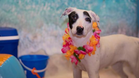 Shadow, Australian Cattle Dog/Blue Heeler / Terrier, young, available for adoption