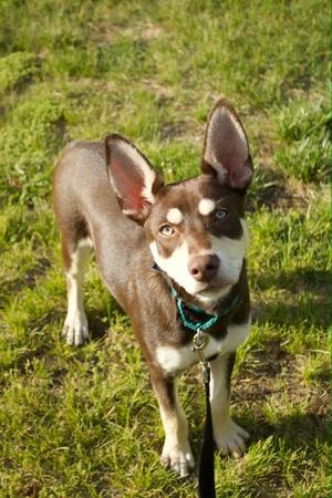 Anthony, Husky / Australian Kelpie, puppy, available for adoption