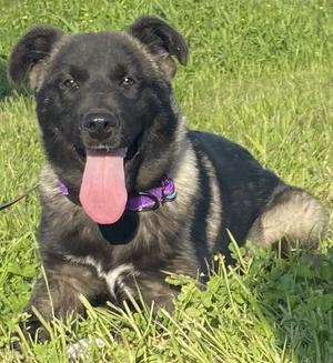 Akira, Akita / Anatolian Shepherd, young, available for adoption