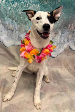 Skye, Australian Cattle Dog/Blue Heeler / Terrier, young, available for adoption