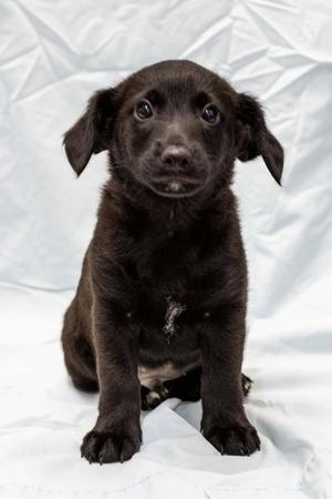 Poppy, Labrador Retriever, puppy, available for adoption