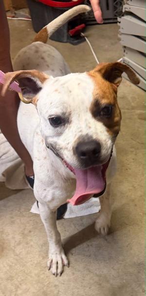 Brutus, Bull Terrier, adult, available for adoption
