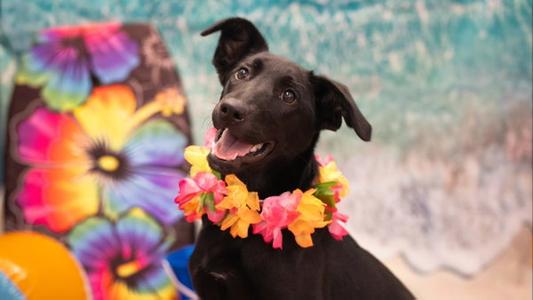 Lovey, Belgian Shepherd Malinois / Black Labrador Retriever, young, available for adoption