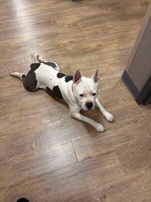 Liberty, American Pit Bull Terrier, young, available for adoption