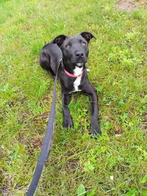 Ash, Labrador Retriever / Terrier, young, available for adoption