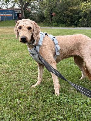 Gracie, Golden Retriever / Poodle (unknown type), adult, available for adoption
