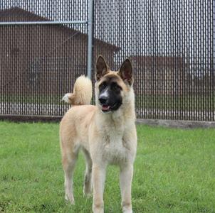 Kylie, Akita, young, available for adoption