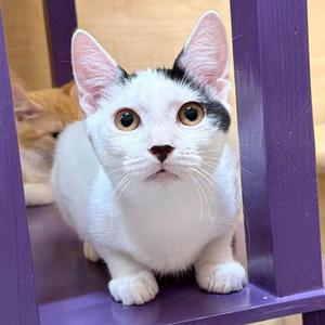 Ghost, kitten, available for adoption