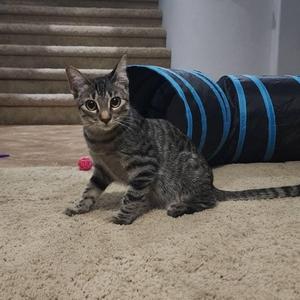 A tabby cat sitting on a carpeted floor, with a blue and black tunnel toy behind it.