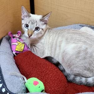 Auto, kitten, available for adoption