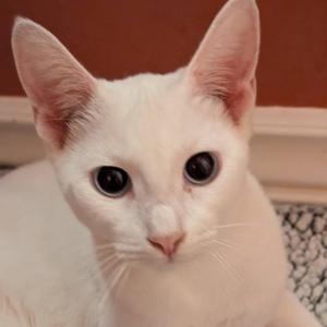 Paloma, kitten, available for adoption