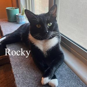 Rocky, adult, available for adoption