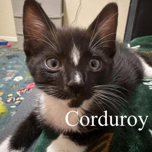 Corduroy, kitten, available for adoption