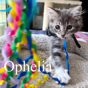 Ophelia, kitten, available for adoption