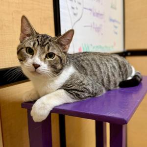Crockett (Bonded with Tubbs), kitten, available for adoption