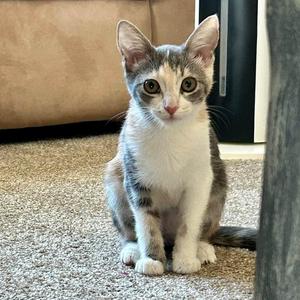 Carolina Reaper, kitten, available for adoption