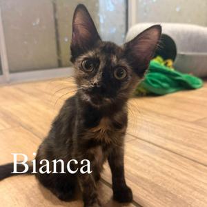 Bianca, kitten, available for adoption