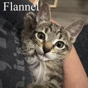 Flannel, kitten, available for adoption