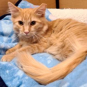 A fluffy orange cat lying on a blue blanket
