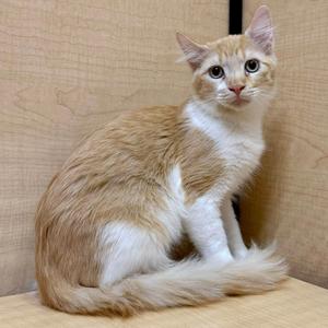 A fluffy orange and white cat sitting on a wooden surface, looking directly at the camera.