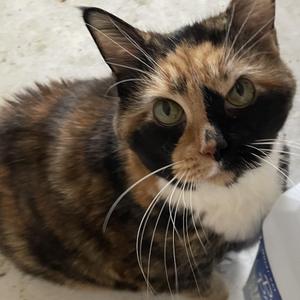 Callie ---Community Courtesy Post---, senior, available for adoption