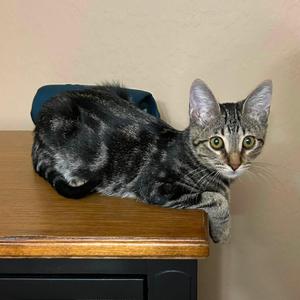 Ghost Pepper, kitten, available for adoption