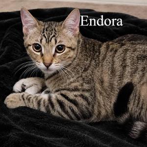 Endora, kitten, available for adoption