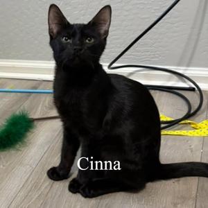 Cinna (Bonded with Rue), kitten, available for adoption