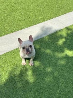 Lightning, Bulldog Mix, young, available for adoption