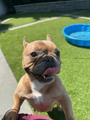 Daisy, Bulldog Mix, adult, available for adoption