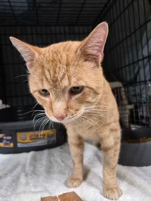 Bongo, available for adoption