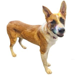 A brown and white dog standing on a white background.