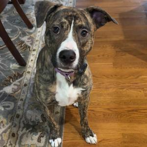 Wally, Boxer / Mixed Breed, young, available for adoption