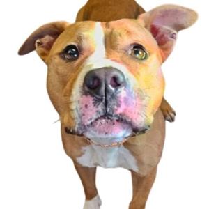 A close-up of a brown and white dog with a pink nose and green eyes, looking directly at the camera.