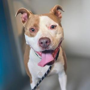 Benny, Mixed Breed / American Staffordshire Terrier, adult, available for adoption