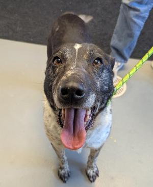 Larry, Australian Cattle Dog / Blue Heeler / Border Collie, adult, available for adoption