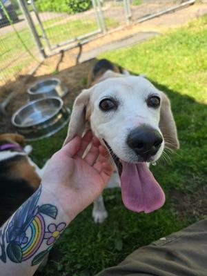 Sophia, Beagle, senior, available for adoption