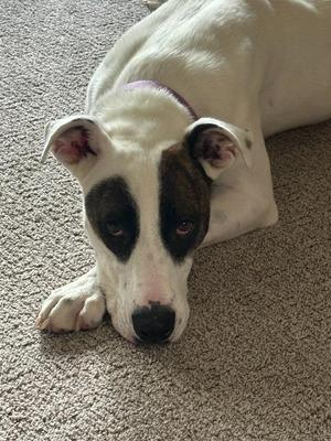 A white dog with black markings around its eyes and ears is lying on a carpeted floor. The dog has a purple collar and is looking directly at the camera.