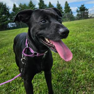 Riley Rose, Cattle Dog / Terrier, adult, available for adoption